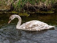 Höckerschwan Jungvogel im Wechsel zum Erwachsenenkleid